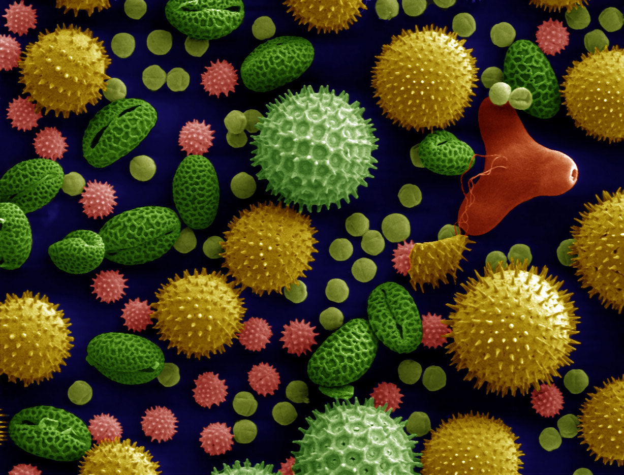 Misc_pollen_colorized (1).jpg