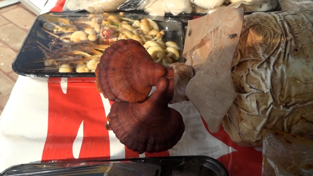 Mushroom Kalabagh 
