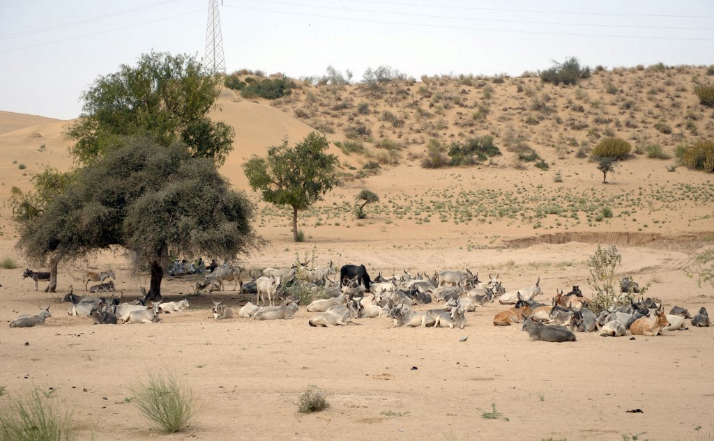 Pakistan Drought1.jpg