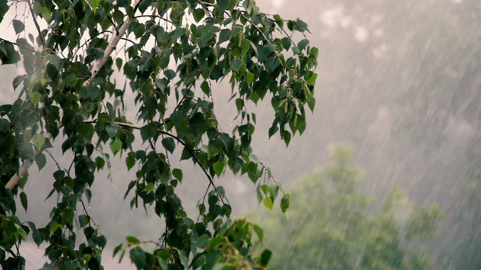 RAIN.jpg