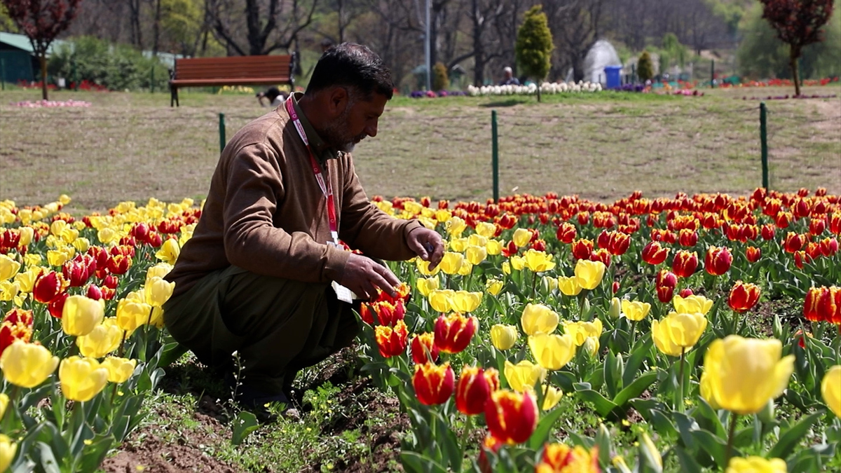 SRI_NAGAR_TULIP_GARDEN_-_SYED_SHEHRYAR.00_06_11_22.Still004.jpg