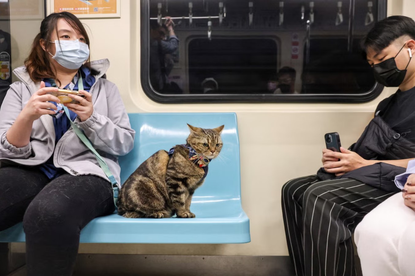 cats
