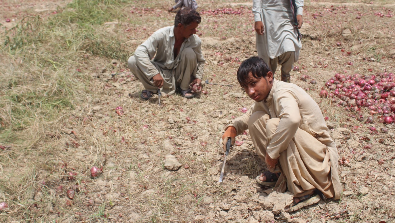 Balochistan Khuzdar Onions