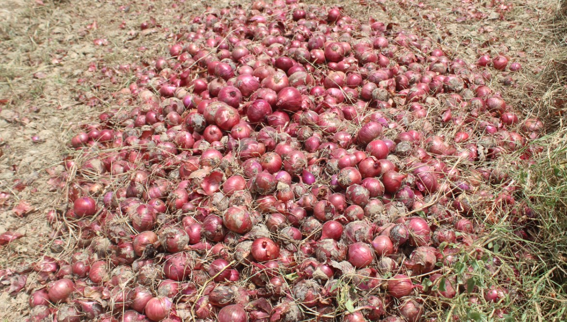 Balochistan Khuzdar Onions