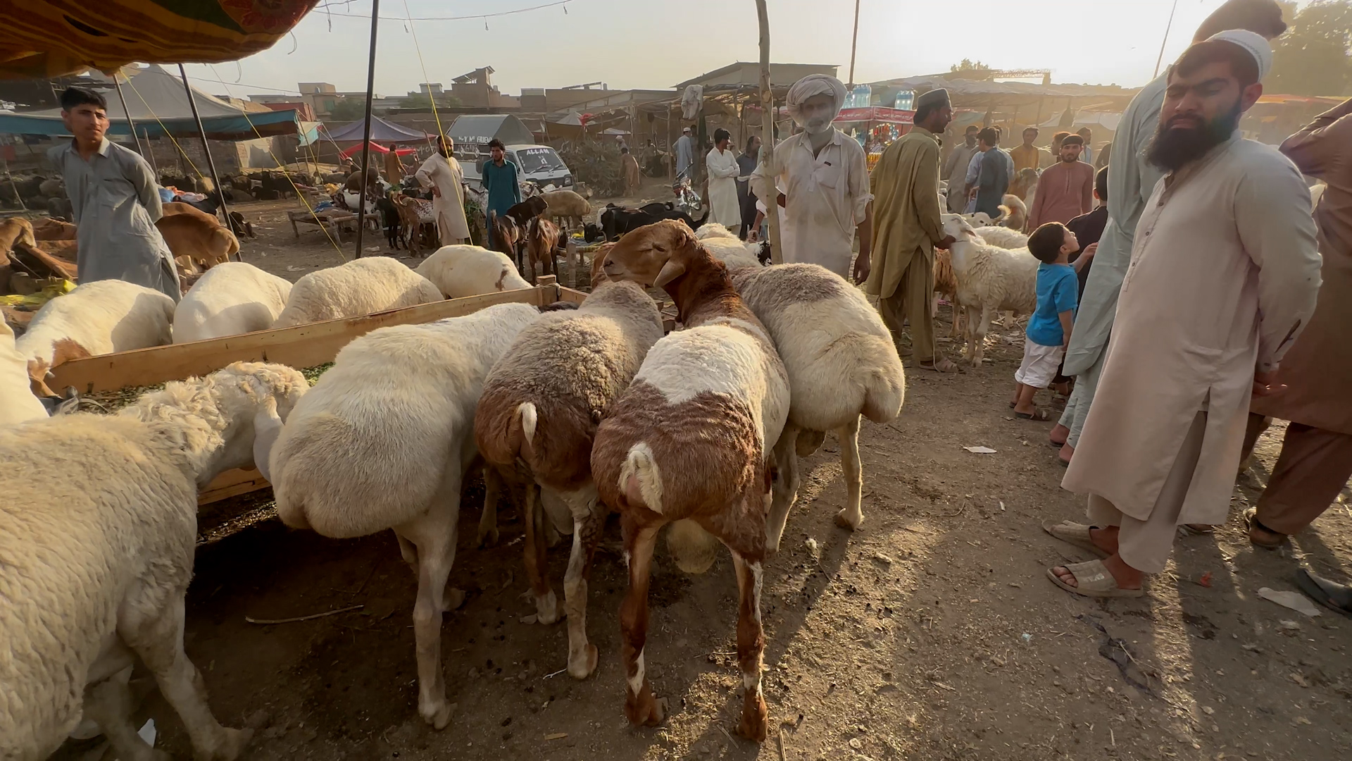 Peshawar Eid cattles