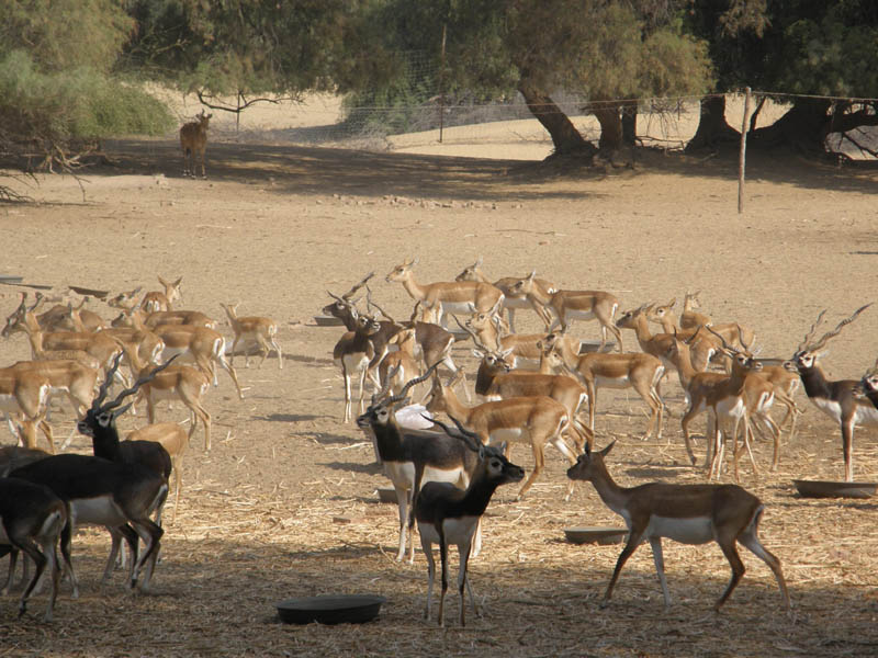 Sindh-Safari.jpg