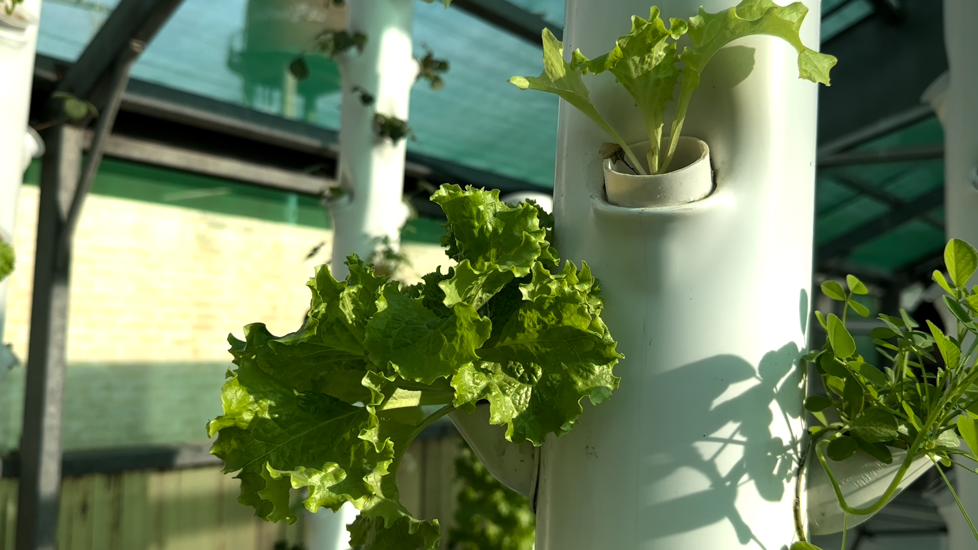 swat plants.jpg