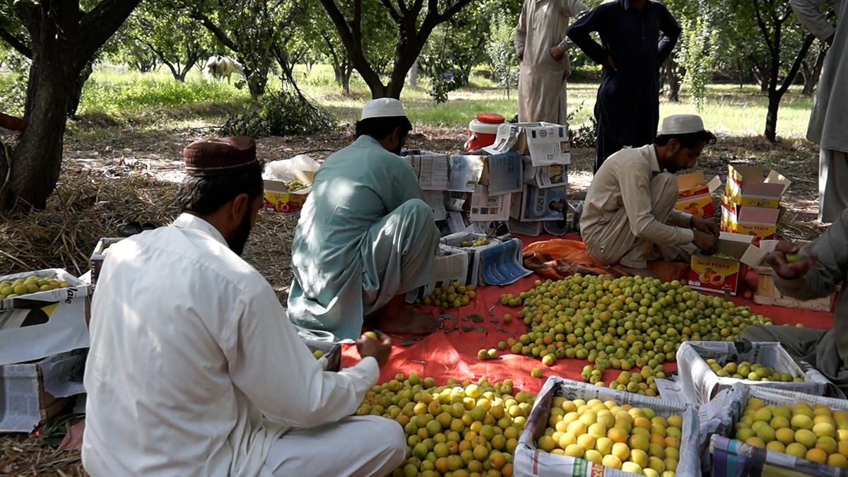 NOWSHERA APRICOT.jpg