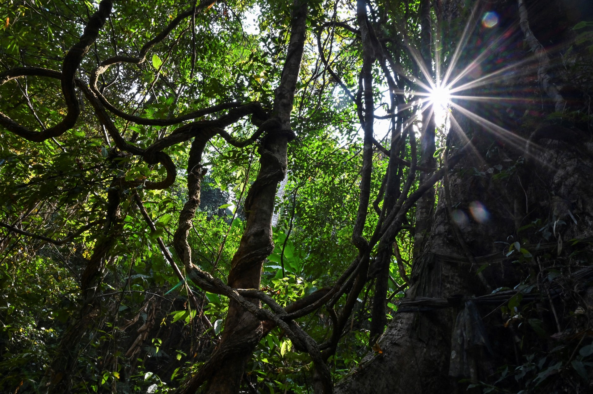 Thailand Forest.jpg