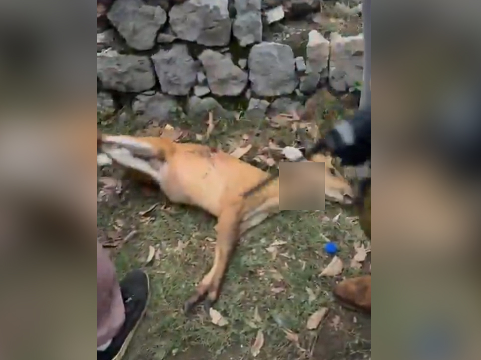Islamabad Deer