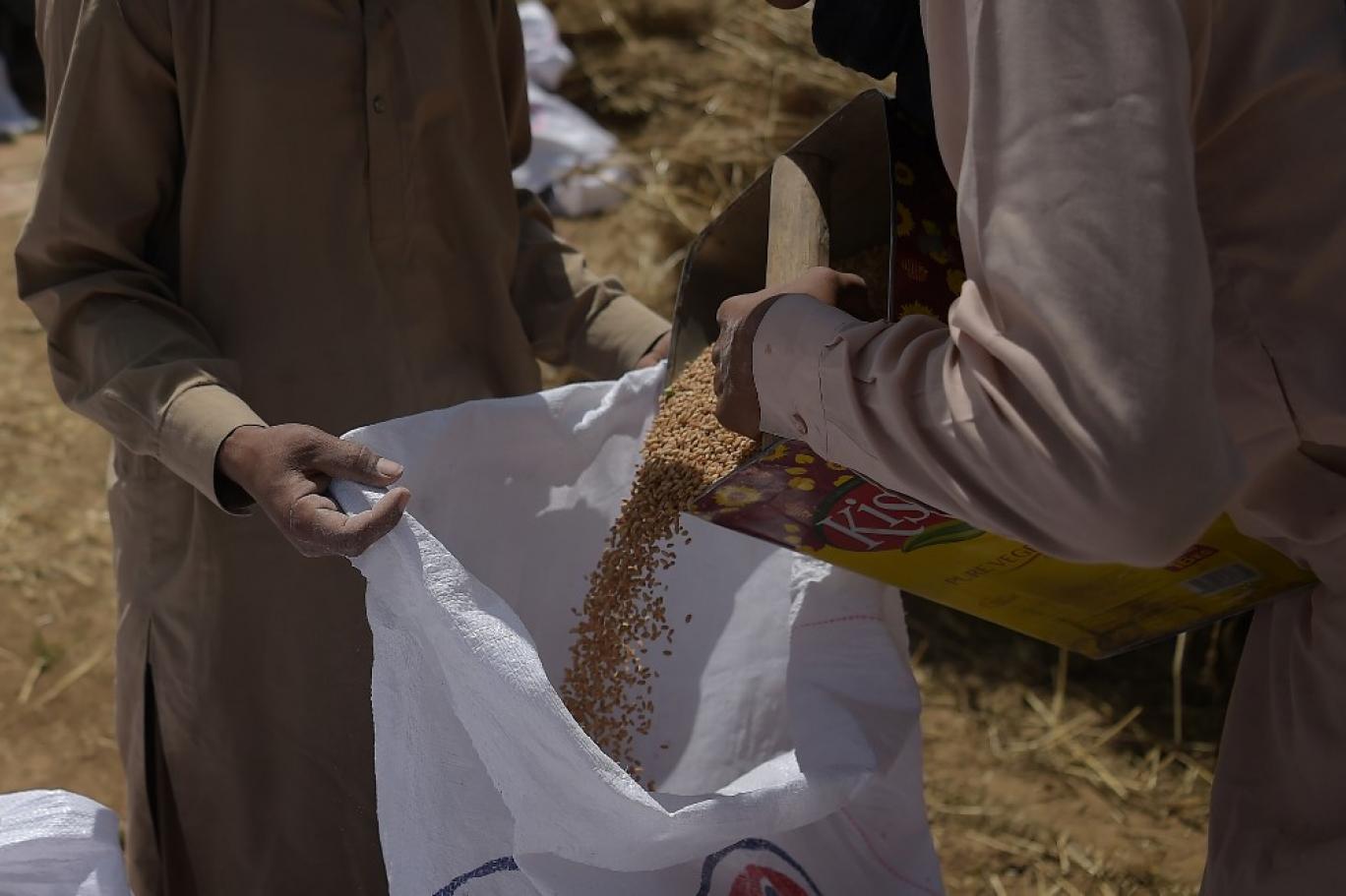 WHEAT PUNJAB.jpg