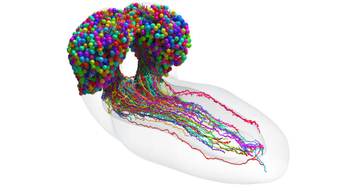 Zlatic_Cardona_Science-Mar-2023_Fly-connectome_sm-©MRC-LMB-700x394.jpg