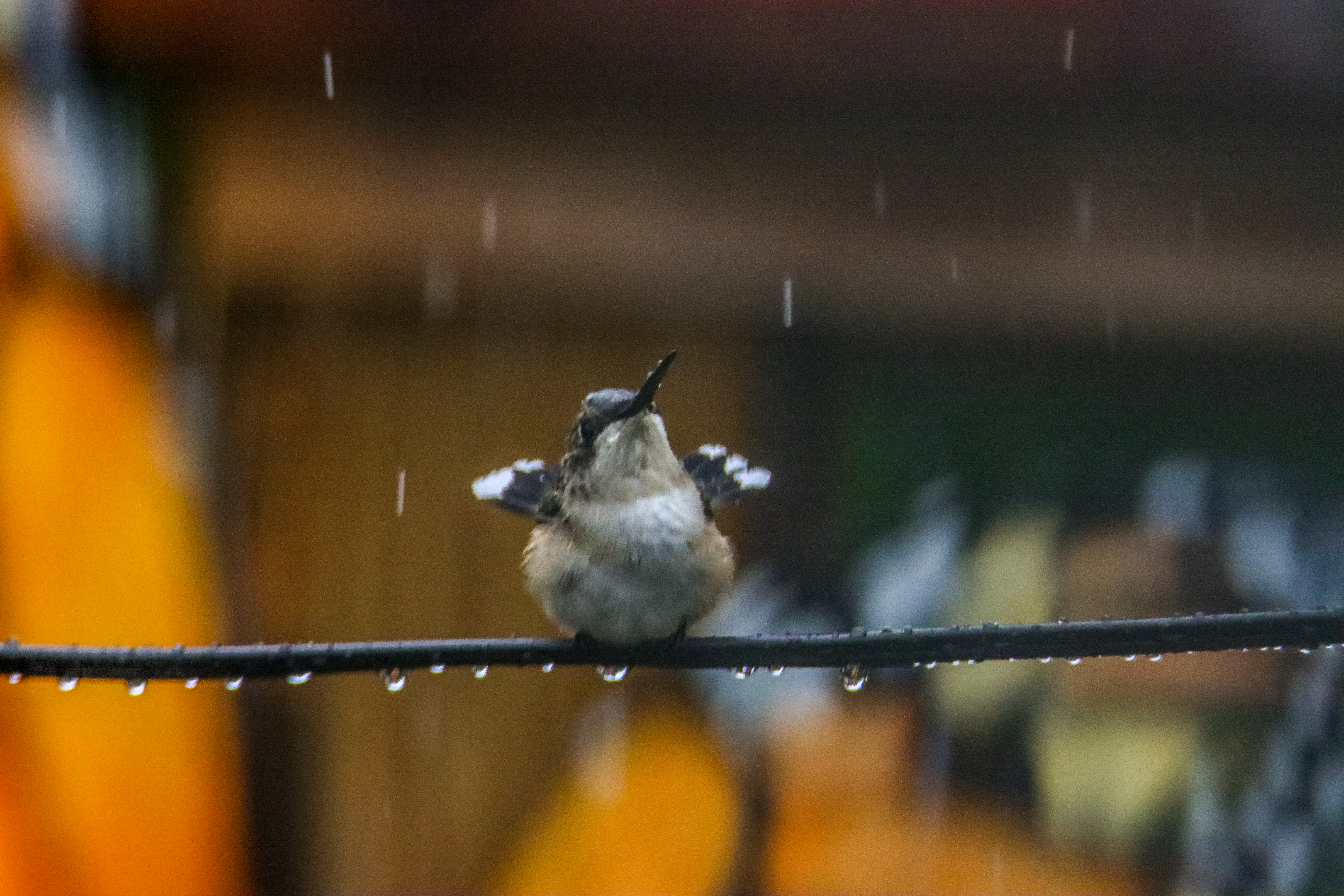 a-cute-little-hummingbird-bathing-in-the-rain-2022-09-15-22-26-17-utc.jpg