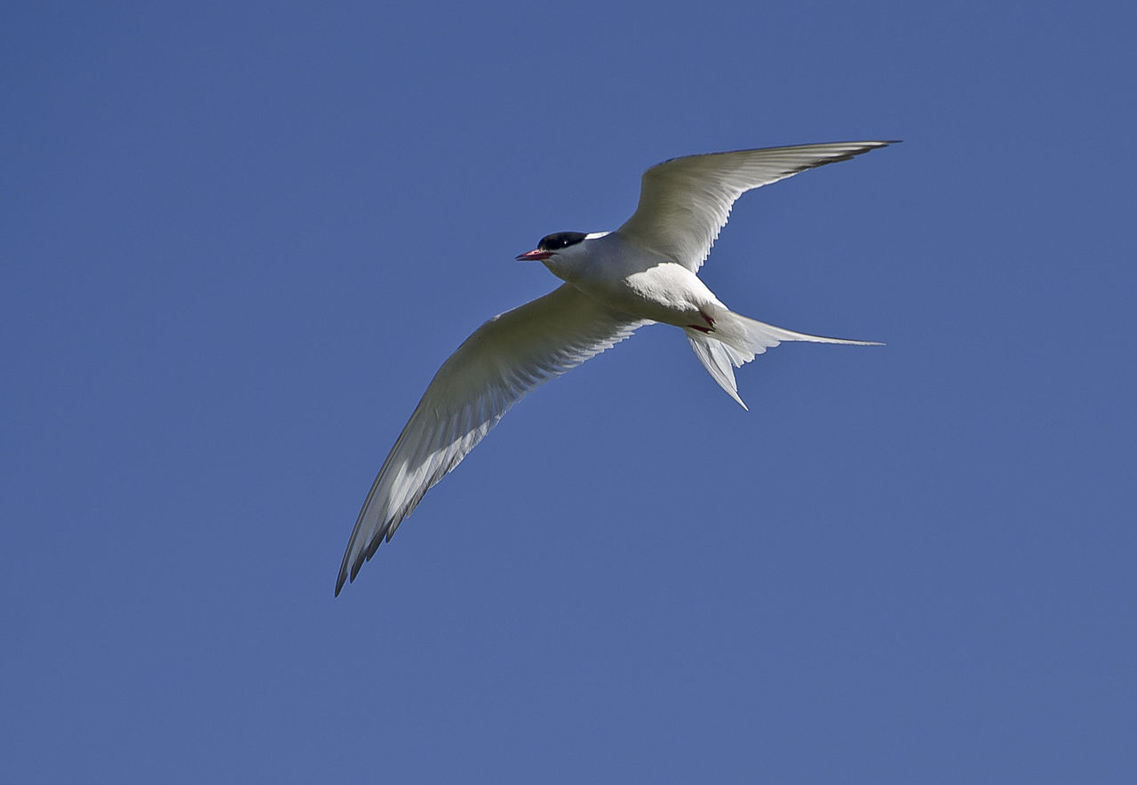 arctic-tern.jpg