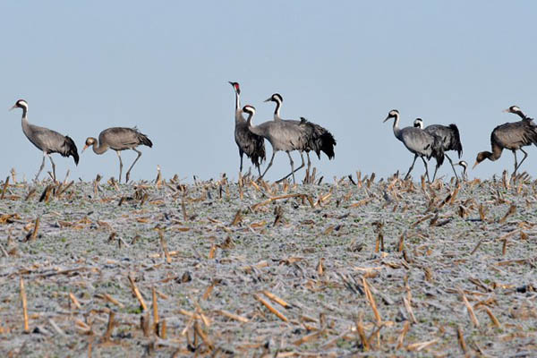 cranes-migration.jpg