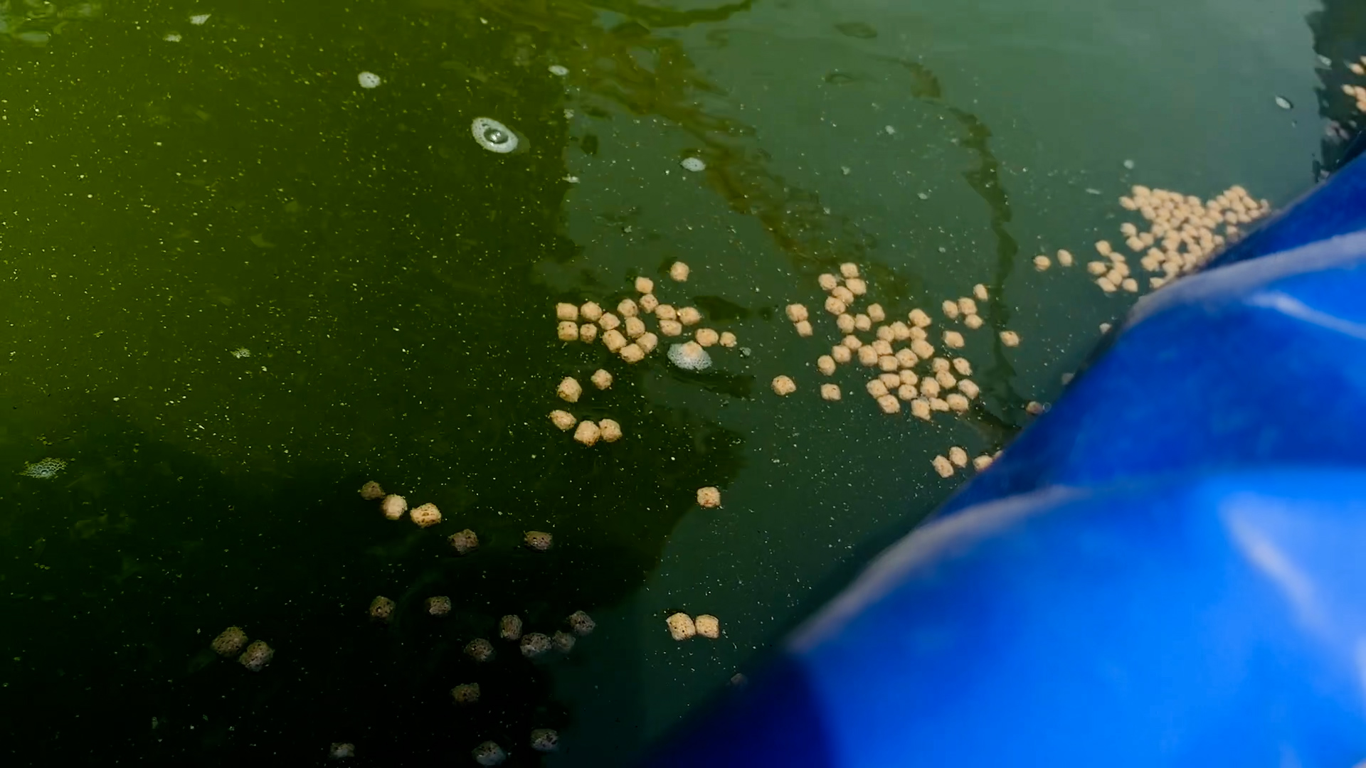 fishfarm3.jpg