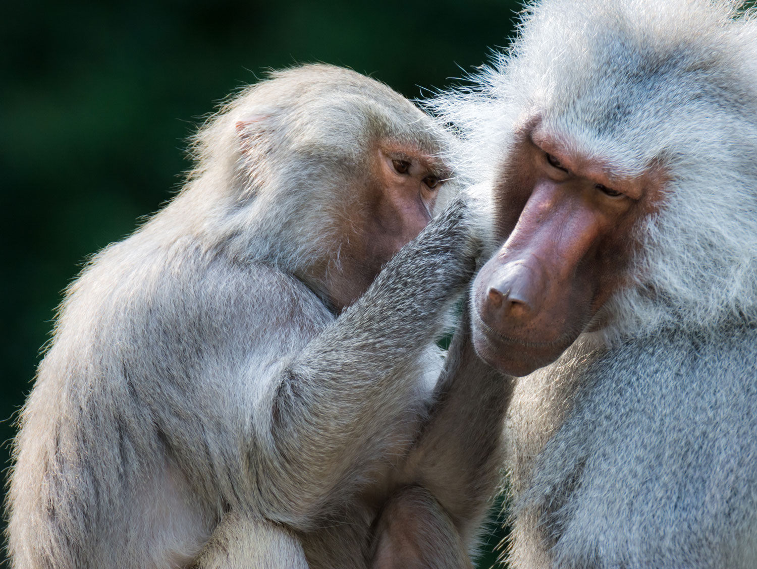 grooming-baboon-monkeys-2021-08-26-22-31-18-utc.jpg