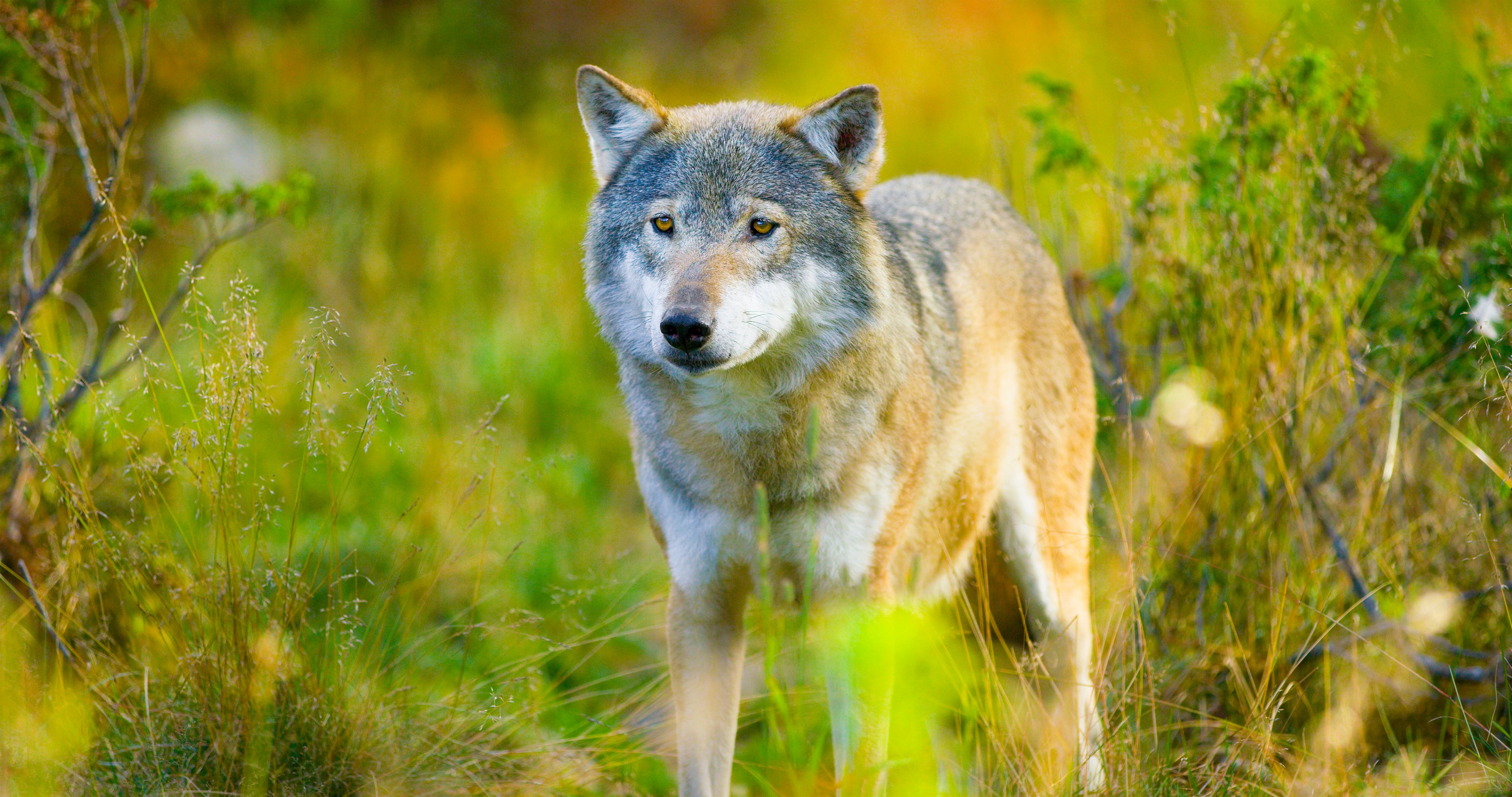 large-male-grey-wolf-in-autumn-colored-field-in-th-2022-10-07-03-36-18-utc.jpg