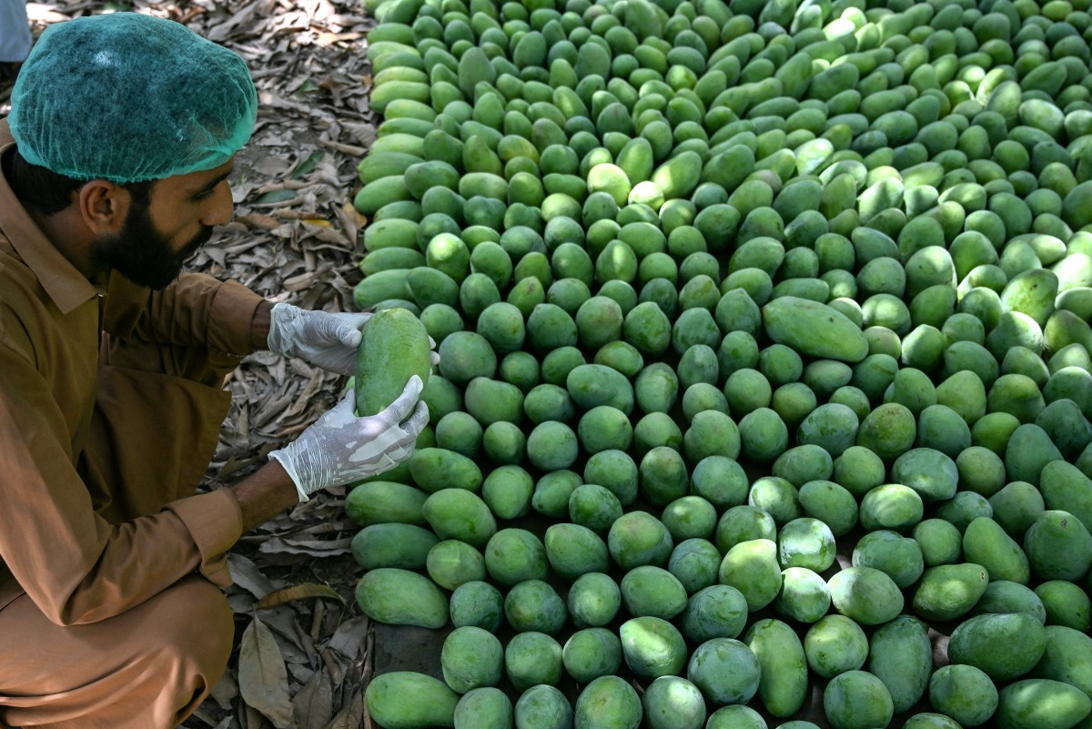 mangoes3.jpg