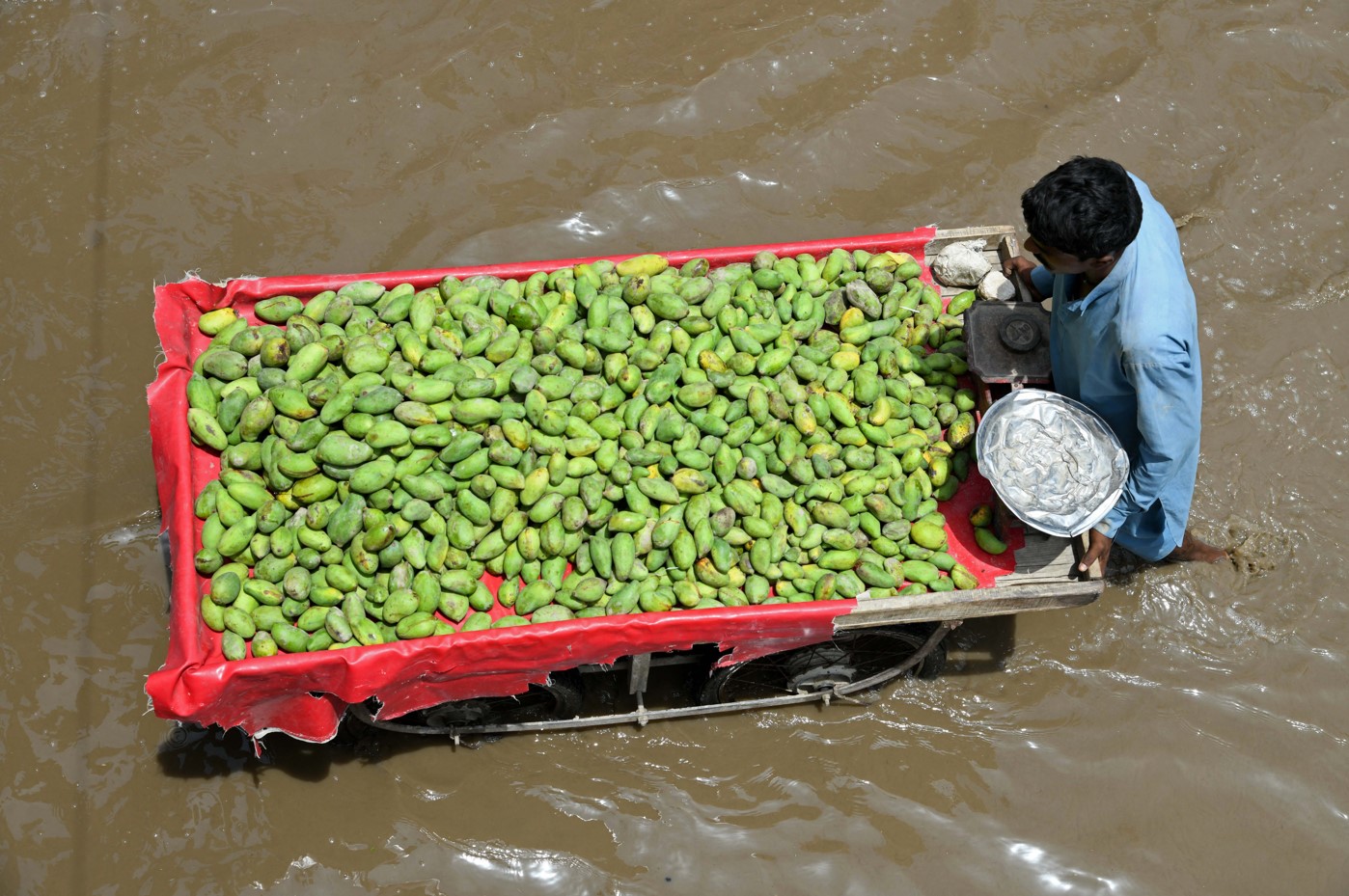 mangos.jpg