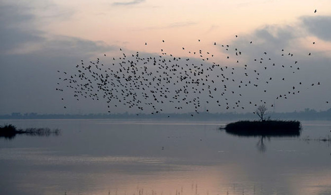 migratory birds.jpg