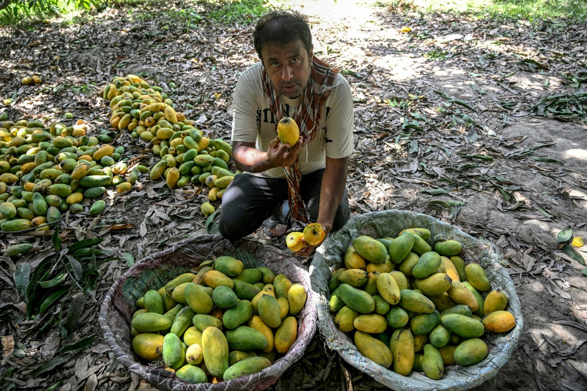 nmangoes2.jpg