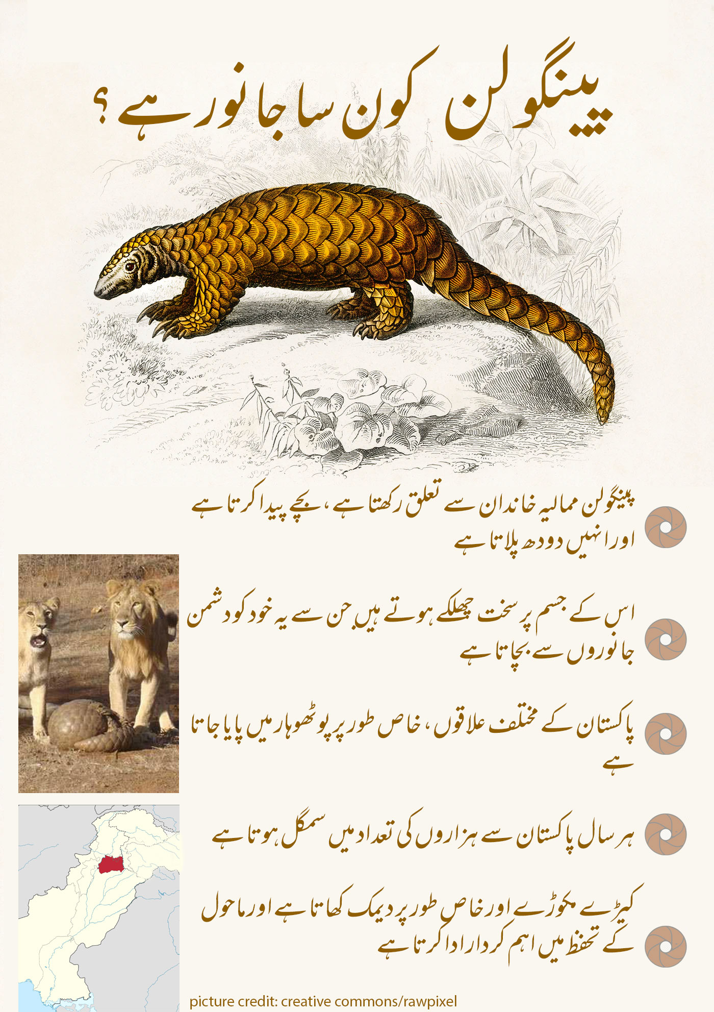 pangolin3.jpg