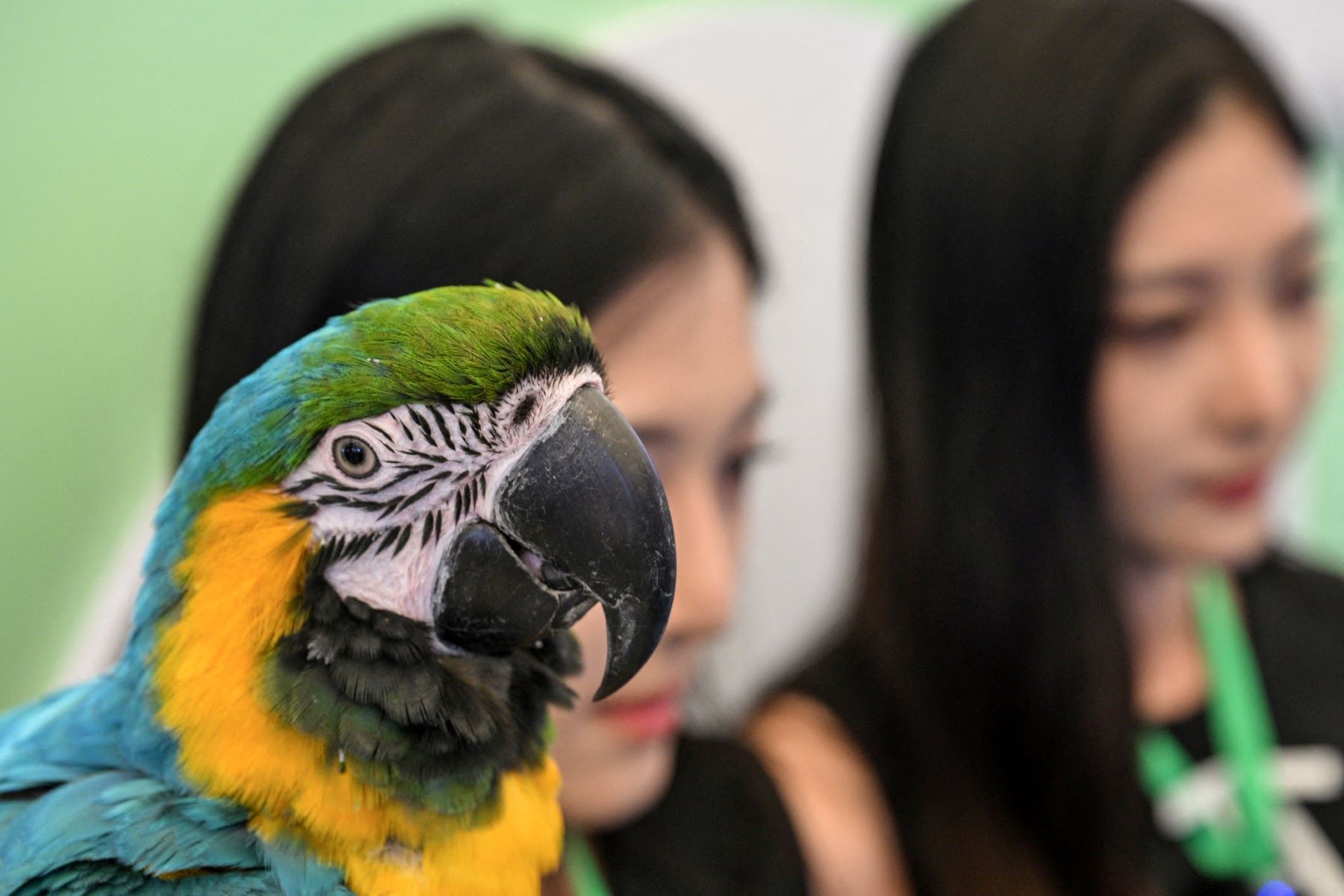 parrot china.jpg