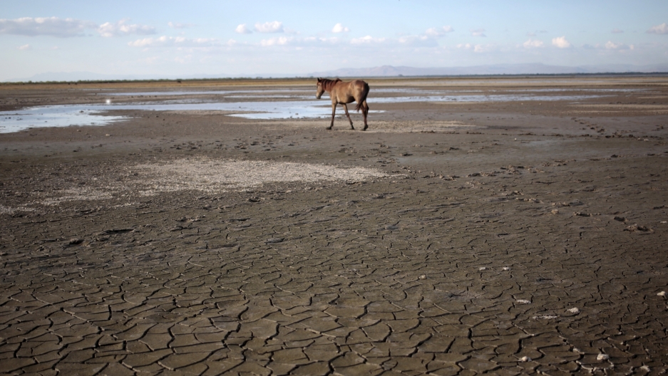 reuters_horse_on_dry_lake_copy.jpg