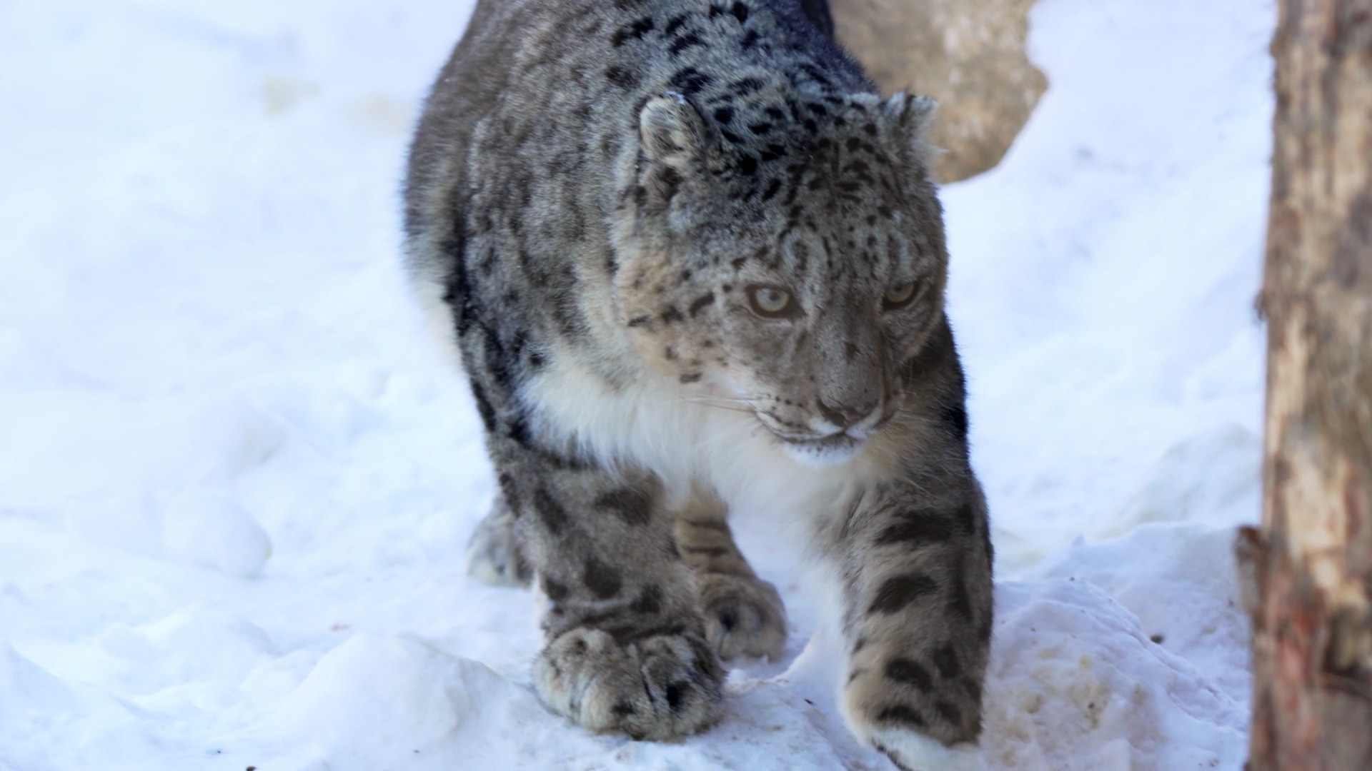 Snow Leopard Pakistan