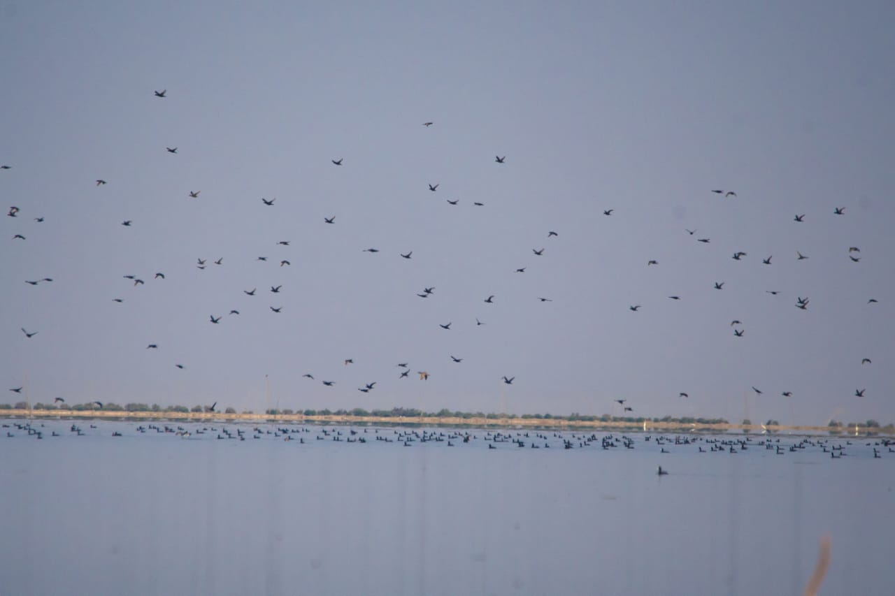 birds in sindh.jpg