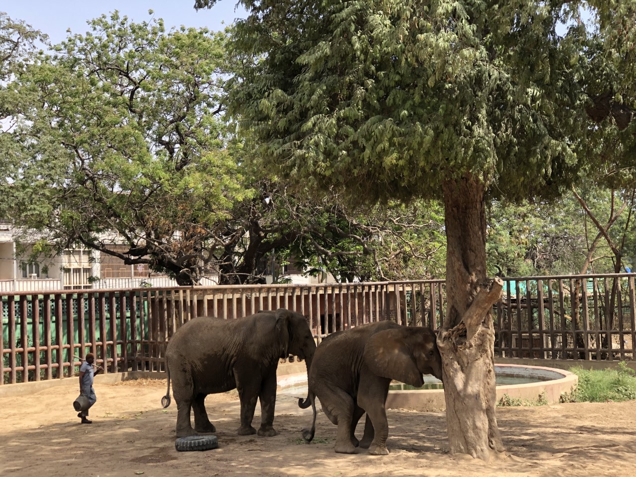 karachi zoo.jpg