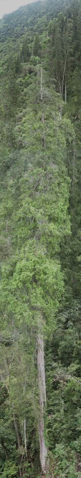 world longest tree.JPG